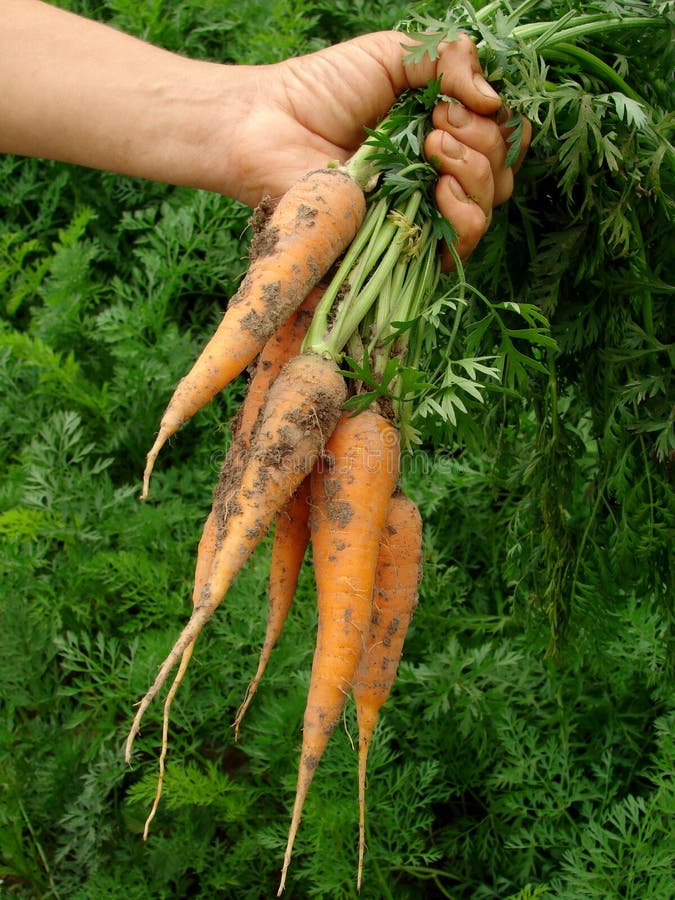 Hand holding fresh carrots bundle. Hand holding fresh carrots bundle