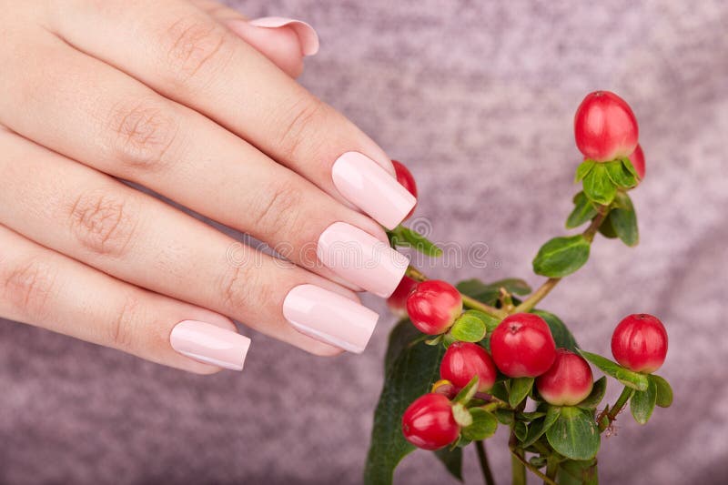 Hand Mit Den Manikurten Nageln Gefarbt Mit Rosa Und Purpurrotem Nagellack Stockfoto Bild Von Dame Ganseblumchen 112063974