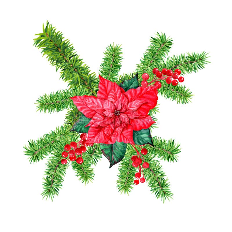 Watercolor Green Fir Twig for Christmas and New Year. Twigs of red berries and big poinsettia. For the design of postcards, packaging, websites, stickers, etc. Watercolor Green Fir Twig for Christmas and New Year. Twigs of red berries and big poinsettia. For the design of postcards, packaging, websites, stickers, etc