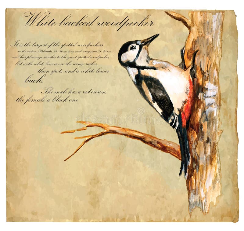 Hand painted illustration (vector), Bird: Woodpecker