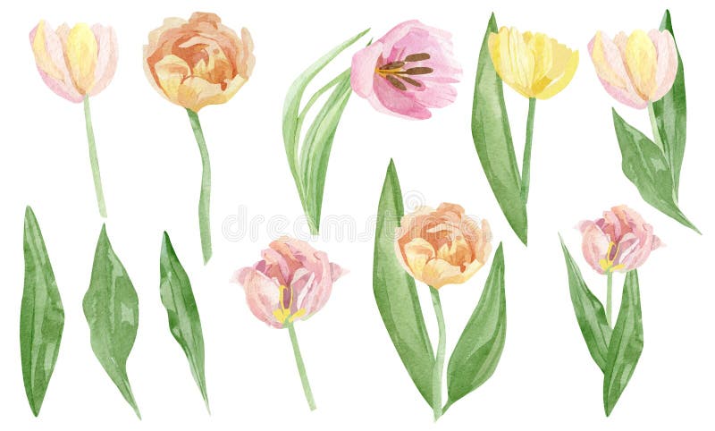 Hand painted tulip floral set. Watercolor botanical illustration flowers isolated on white background. Beautiful garden flower royalty free illustration Hand painted tulip floral set. Watercolor botanical illustration flowers isolated on white background. Beautiful garden flower royalty free illustration
