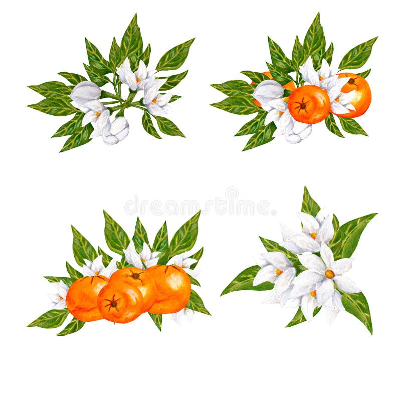 Orange Blossom Stock Illustrations – 92,952 Orange Blossom Stock