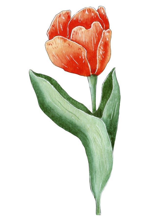 Hand Painted Watercolor Orange Tulip Flower. Stock Illustration ...