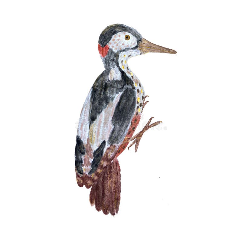 Bird Woodpecker Decorative Watercolor Painting at Rs 1500