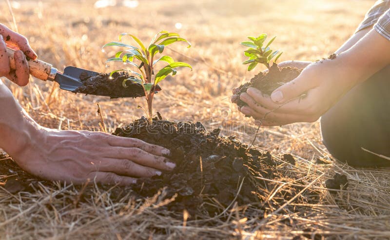 Hand of People Helping Plant the Seedlings Tree To Preserve Natural ...