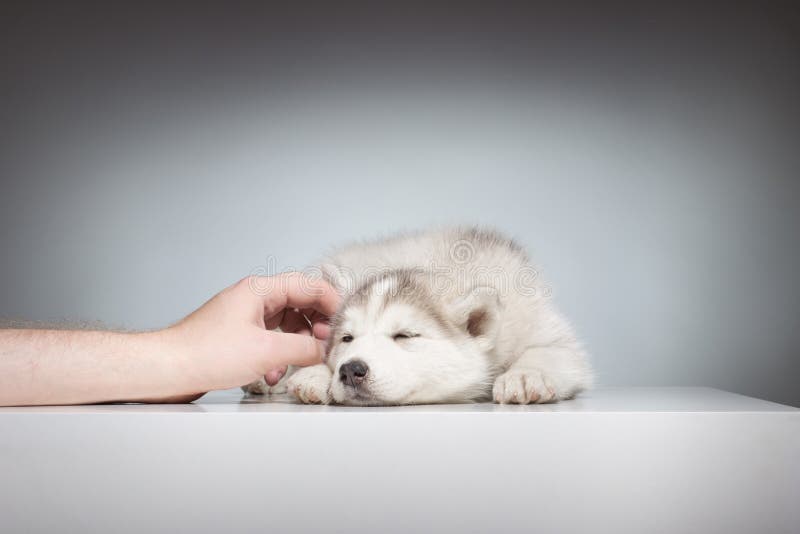 Can a Husky Puppy Sleep Outside?