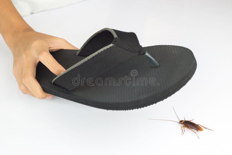 roaches shoe