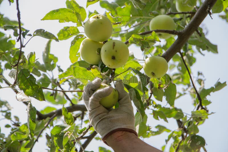 Hand Picking Apples in the Orchard Harvesting Stock Photo Image of