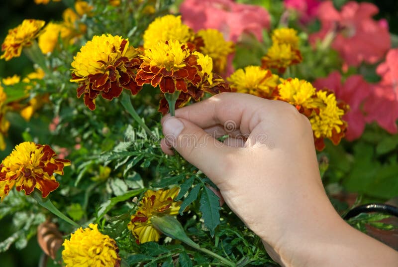 Hand Picking Marigold Flower Stock Photo - Image of pick ...