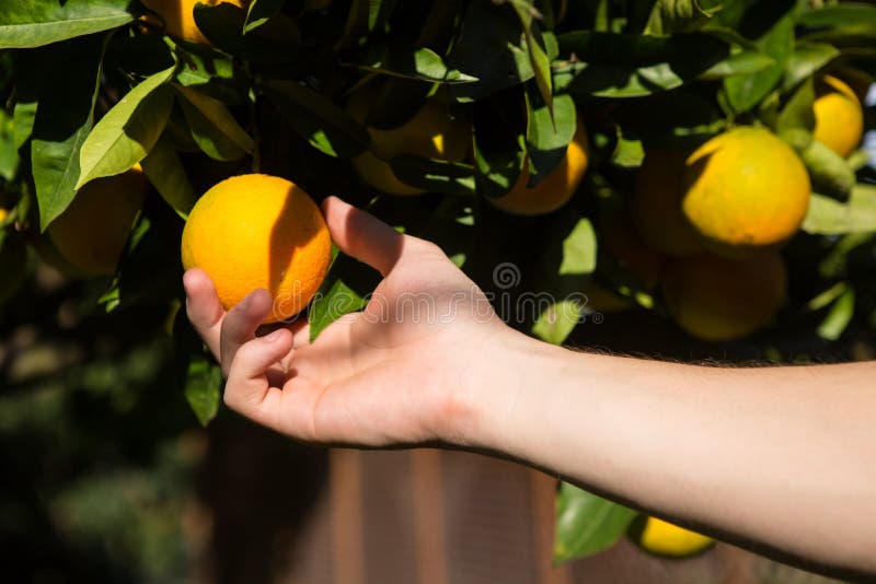 Picking Orange Fruit From Left Stock Photo Image of garden, fruit