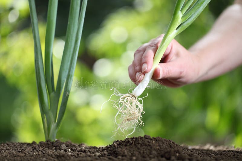 Hand picking spring onion in vegetable garden, close up stock photography