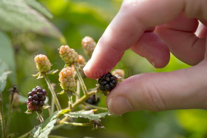 Blackberry picking stock photo. Image of brambles, fruit 97977922