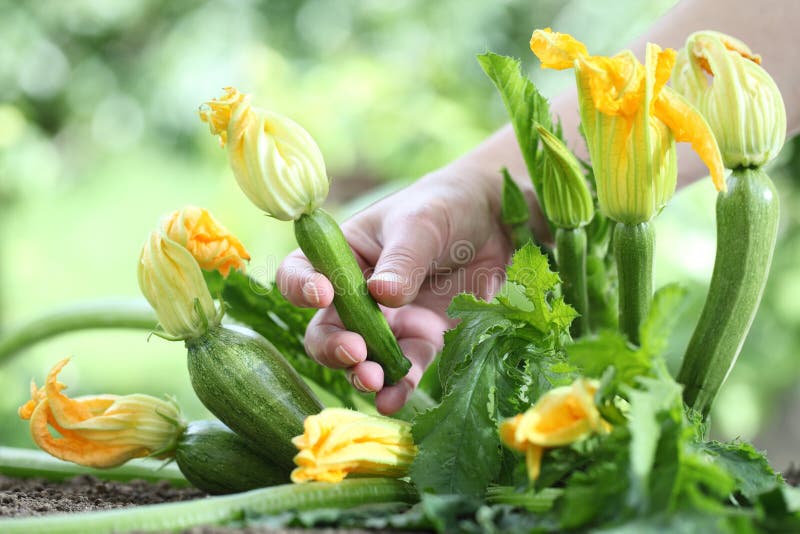 Zucchini flowers stock image. Image of summer, table 25863055