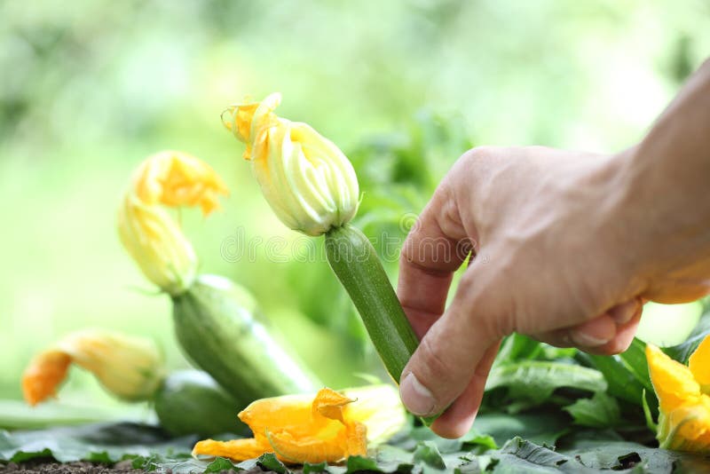 Hand Picking Zucchini Flowers in Vegetable Garden, Close Up Stock Image