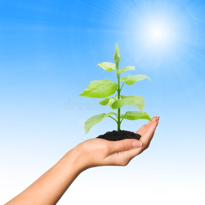 Hand with plant royalty free stock photos Hand with plant royalty free stock photos