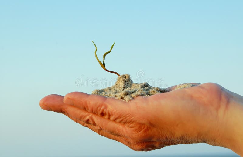 Hand and plant royalty free stock image Hand and plant royalty free stock image