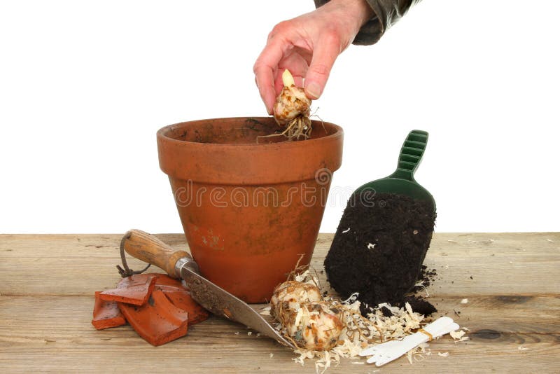Hand planting bulb stock photo. Image of compost, potting 38228172