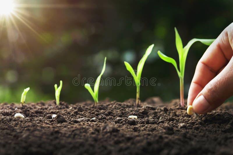 corn seeds for planting