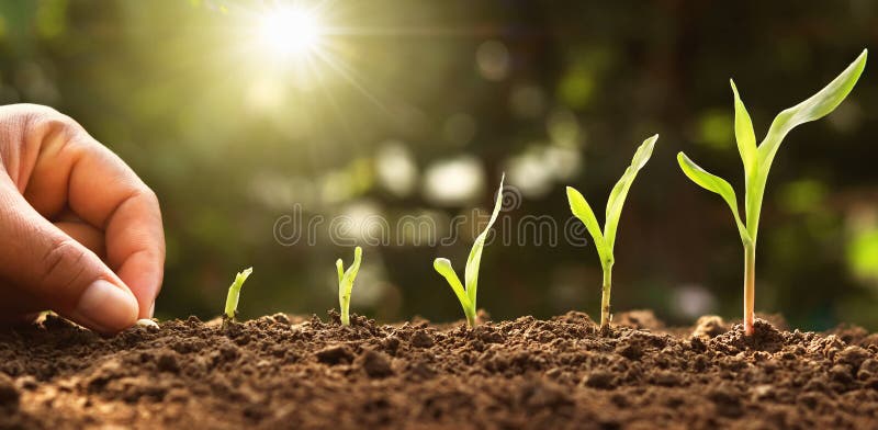 Mano plantando maíz dulce semilla de médula en verdura jardín amanecer.