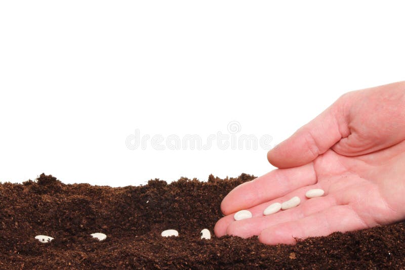 Hand planting seeds