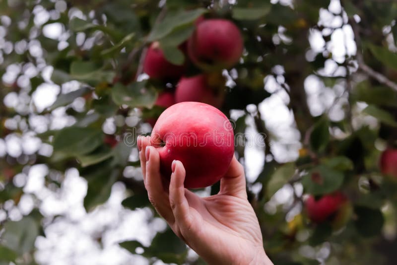 A Hand Plucks an Apple from a Tree Harvesting Apples in Autumn Apple