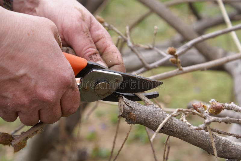 Hand with pruning shears