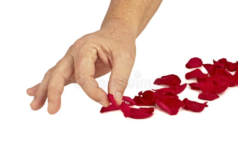 Hand putting rose petals stock photo. Image of beauty 23992046