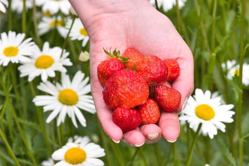 Hand with red strawberries