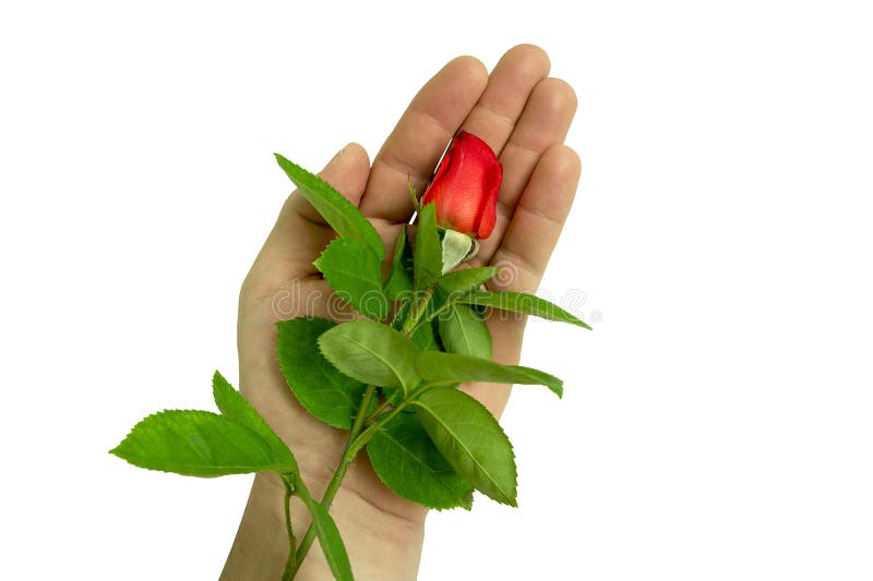 Hand and rose stock photo. Image of gardening, green 41987272