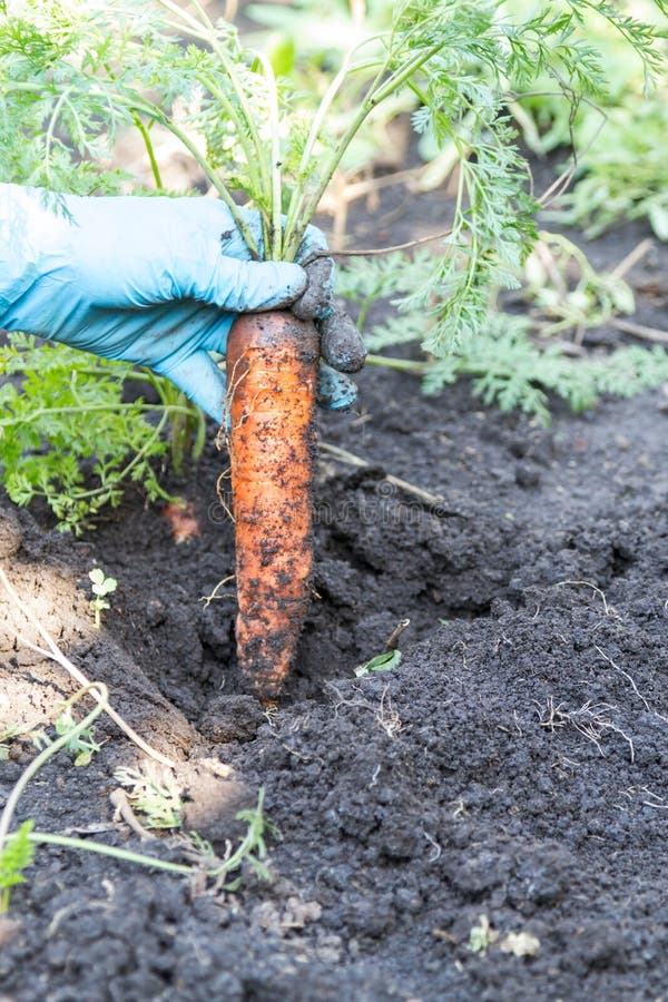 Extract Carrots from the Ground Stock Photo Image of herb, orange