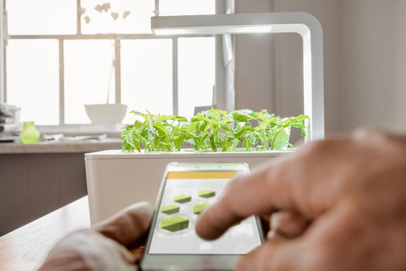 Modern agricultural technology. Hand of scientist holding modern smart remote to control growth plant with local lights, focus is on plants stock image