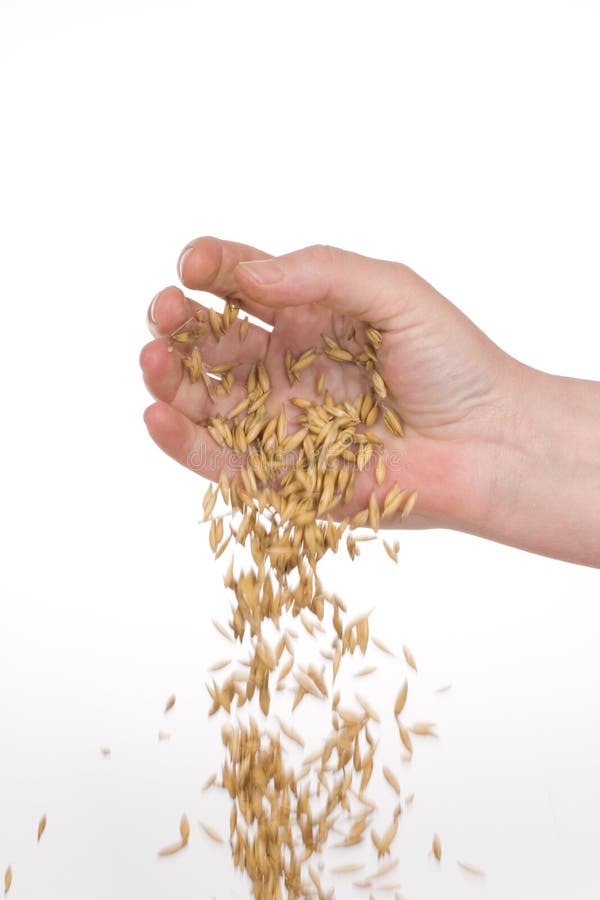 Hand seeding oats