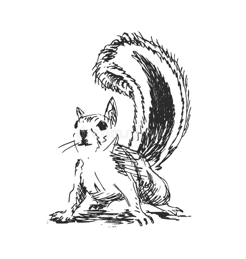 Hand sketch squirrel stock vector. Illustration of nibble - 62267857