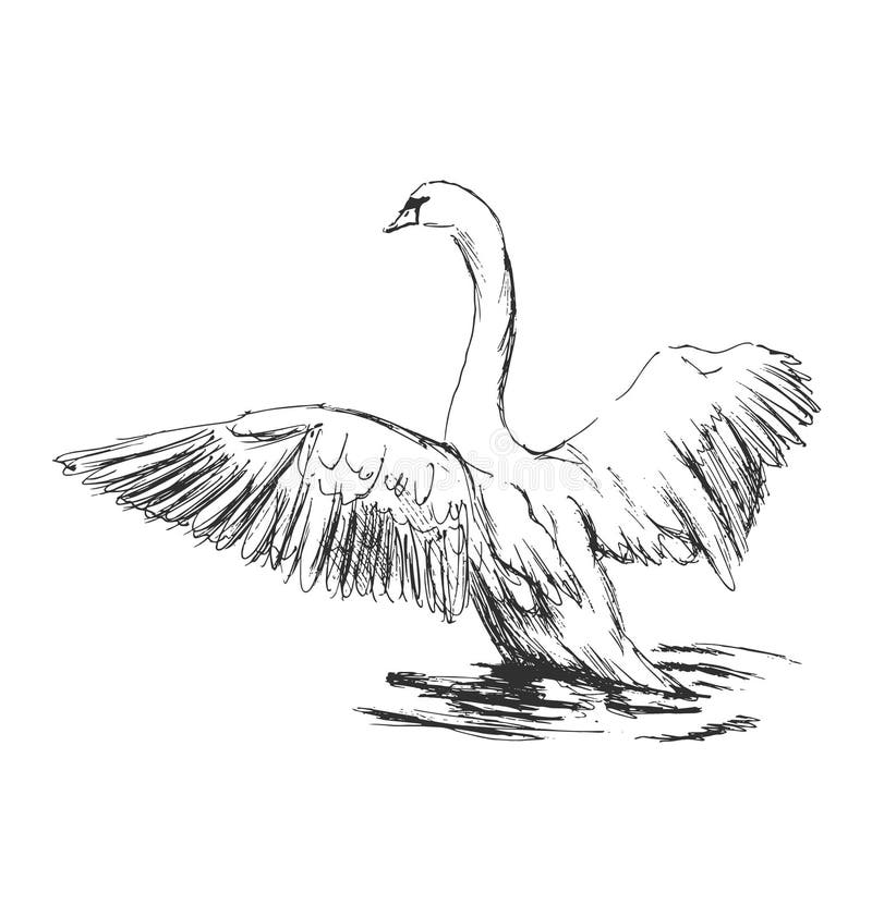 Hand sketch swan taking off