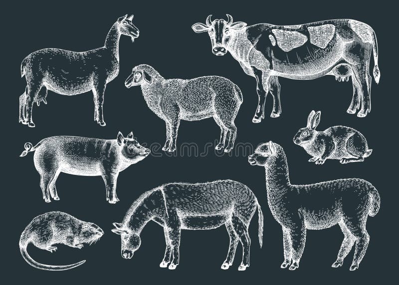 Chalkboard Drawing Farm Animals Stock Illustrations – 21 Chalkboard Drawing Farm  Animals Stock Illustrations, Vectors & Clipart - Dreamstime