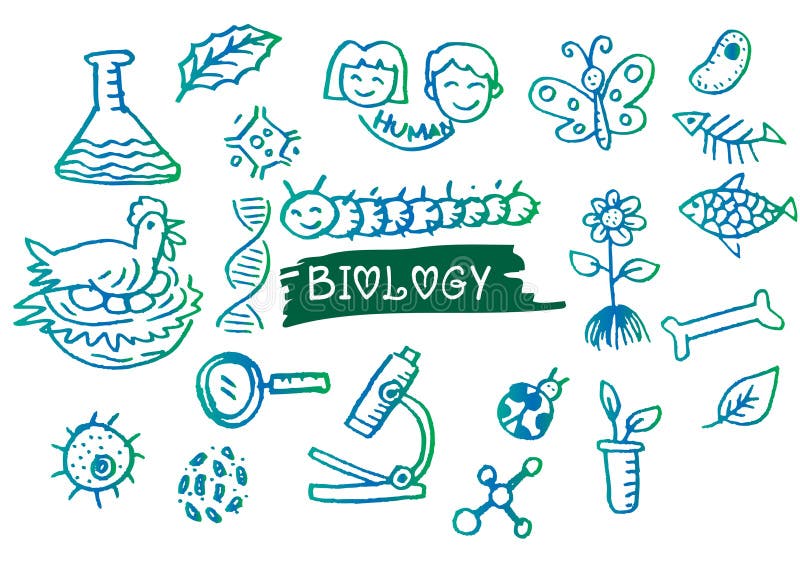Biology Sketches On School Board Stock Vector - Illustration of