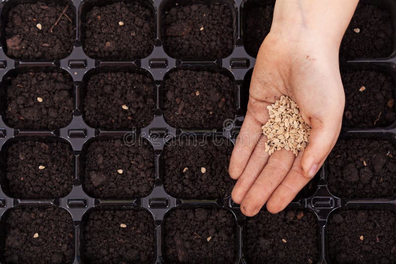 Hand Spreading Seeds into Germination Tray Stock Image Image of plant