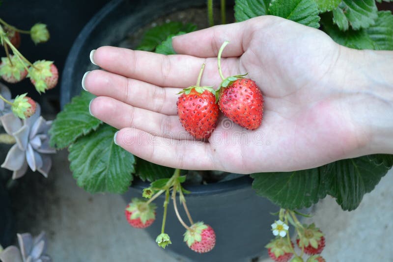 Hand with strawberries