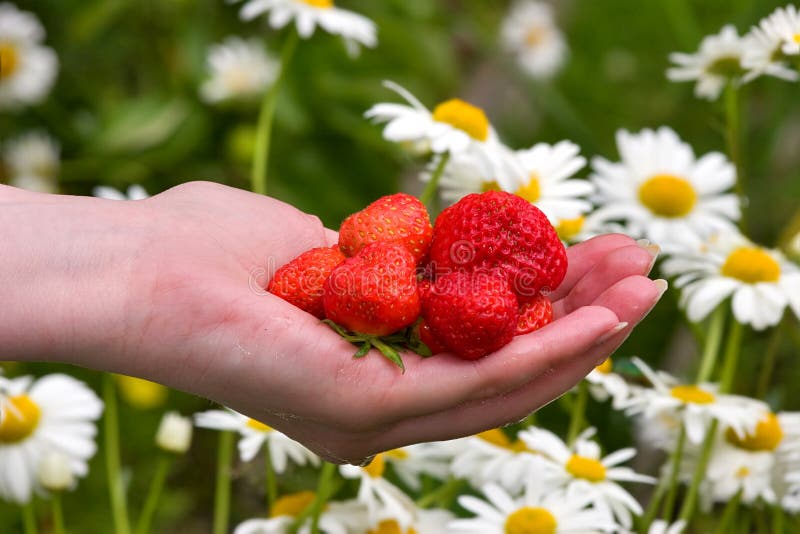 Hand with strawberries