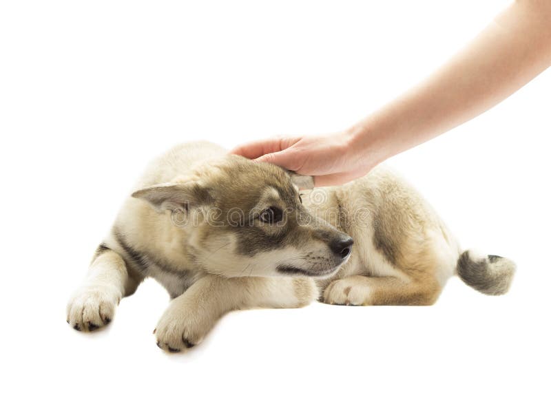 Hand stroking a dog stock image. Image of purebred, canine 54675573