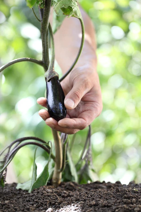 Hand Touch Eggplant from the Plant in Vegetable Garden, Close Up Stock