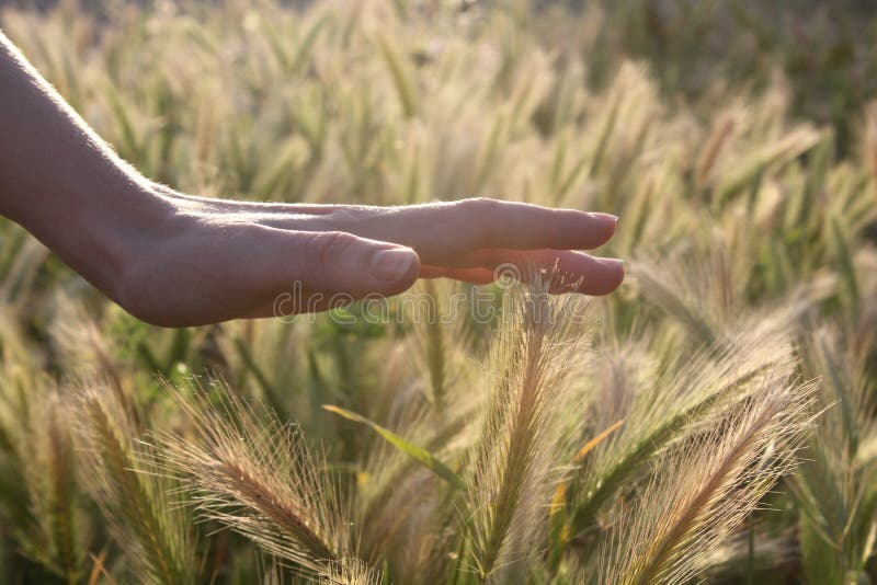 Hand touching each pin stock image. Image of oats, beauty 21927301