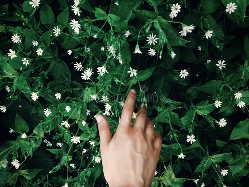 Hand touching green grass with white flowers in spring park, environmental concept. earth day. save environment. eco stock photos Hand touching green grass with white flowers in spring park, environmental concept. earth day. save environment. eco stock photos