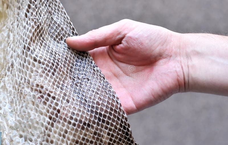 Hand touching a Python Snake skin royalty free stock photo