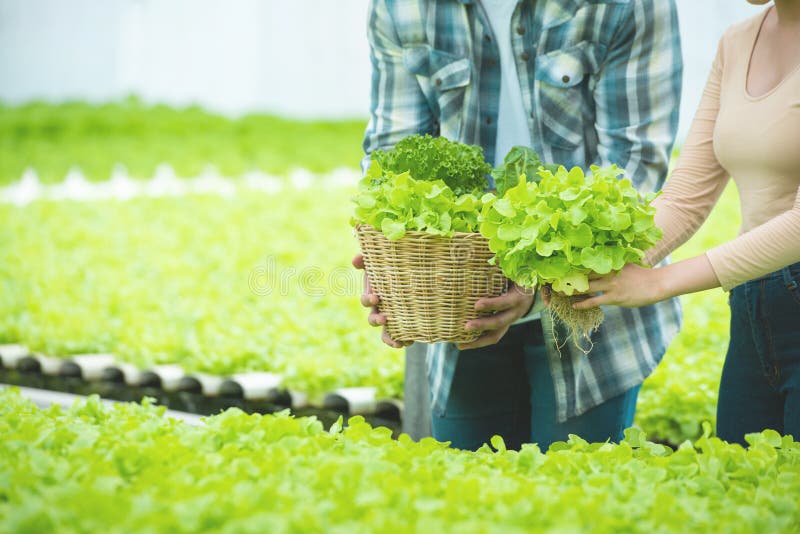 Hand von asianischem Mann und asianischer Frau im Gewächshaus mit grünem Salat, Konzept der Kleinunternehmer lizenzfreies stockbild Hand von asianischem Mann und asianischer Frau im Gewächshaus mit grünem Salat, Konzept der Kleinunternehmer lizenzfreies stockbild