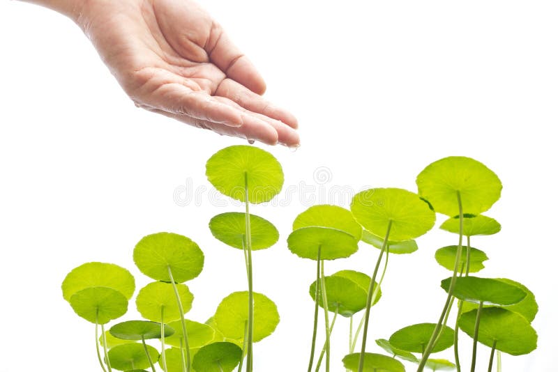 Hand of Watering Green Plant, Environment and Biology Concept Stock