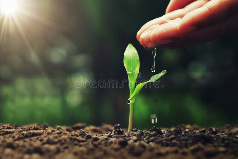 Hand watering ot young corn in garden stock image