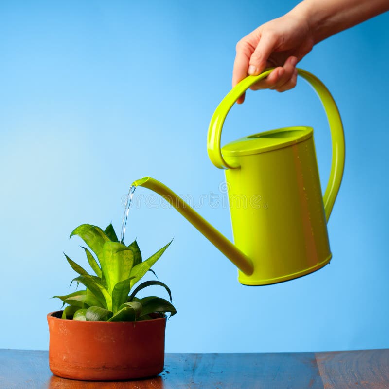 Hand watering a plant