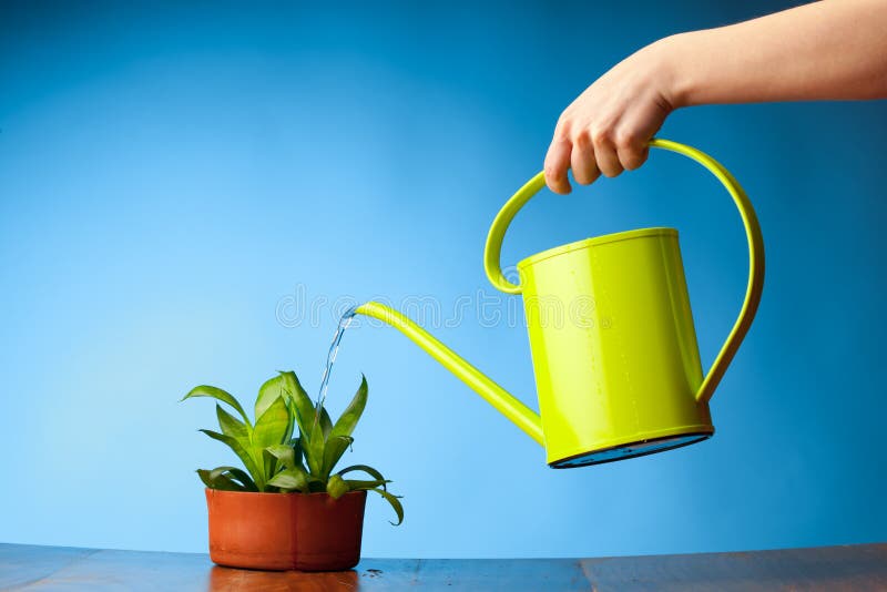 Hand watering a plant