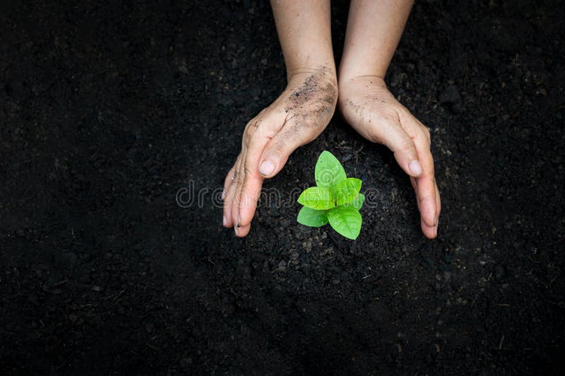 Hand Watering plants tree mountain green Background Female hand holding tree on nature field grass Forest conservation concept royalty free stock photo Hand Watering plants tree mountain green Background Female hand holding tree on nature field grass Forest conservation concept royalty free stock photo